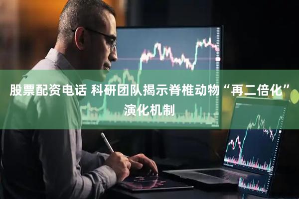 股票配资电话 科研团队揭示脊椎动物“再二倍化”演化机制